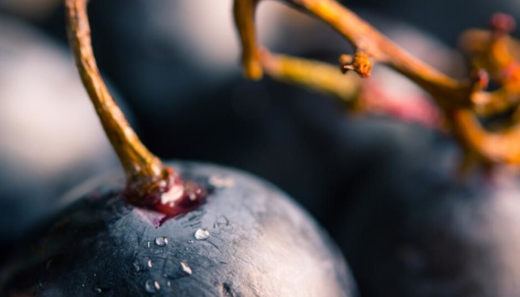 The grape seed was discovered in the sediment fill of a well and the researchers were first doubtful as to whether the seed really was old or just a modern contamination. (Photo: Peter Deichmann, Museum Lolland-Falster) The grape seed was discovered in the sediment fill of a well and the researchers were first doubtful as to whether the seed really was old or just a modern contamination. (Photo: Peter Deichmann, Museum Lolland-Falster)