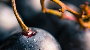 A Bronze Age grape shakes up history