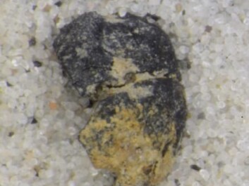The grape seed, which on first glance may look like a stone. (Photo: National Museum of Denmark) The grape seed, which on first glance may look like a stone. (Photo: National Museum of Denmark)