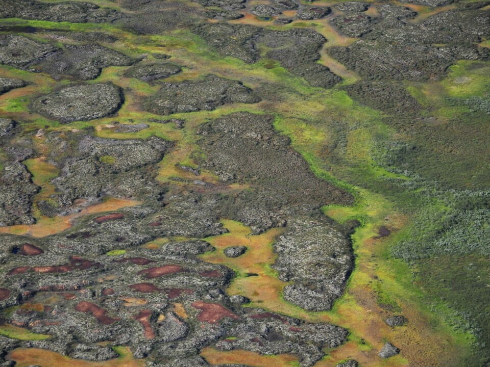Peatlands across the Arctic could be hotspots for future emissions of nitrous oxide, according to the new study. (Photo: Tarmo Virtanen, University of Helsinki)