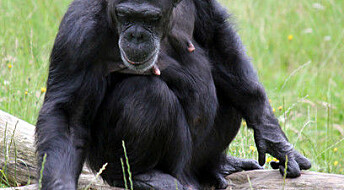 Chimpanzees have the X factor