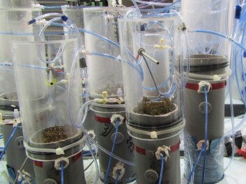 The frozen soils were transported 2,000 kilometres to Lund University, Sweden, where the scientists allowed them to gradually thaw over a period of 33 weeks while monitoring emissions of nitrous oxide. (Photo: Carolina Voigt) The frozen soils were transported 2,000 kilometres to Lund University, Sweden, where the scientists allowed them to gradually thaw over a period of 33 weeks while monitoring emissions of nitrous oxide. (Photo: Carolina Voigt)