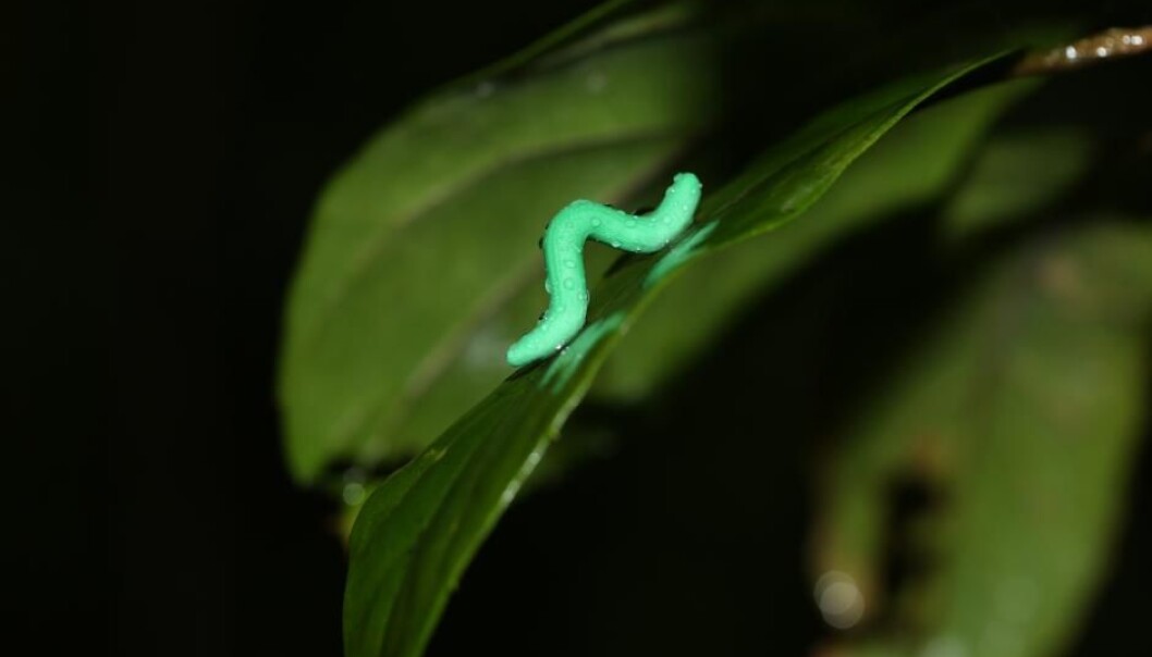 Insect larvae sits on a leaf in the Tai Po Kau forest in Hong Kong and waits for a predator to come and try to eat it. (Photo: Chung Yun Tak) Insect larvae sits on a leaf in the Tai Po Kau forest in Hong Kong and waits for a predator to come and try to eat it. (Photo: Chung Yun Tak)