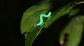 How fake larvae revealed predator patterns around the world