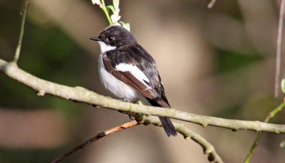 Are you fascinated by birdsong?  Ornithologists are uncertain as to how birds maintain their species specific songs. A group of Swedish scientists have studied the European pied flycatcher and found that genetics play a greater role than social learning from adult birds. (Photo: Bjørn Aksel Bjerke, Natural History Museum)
