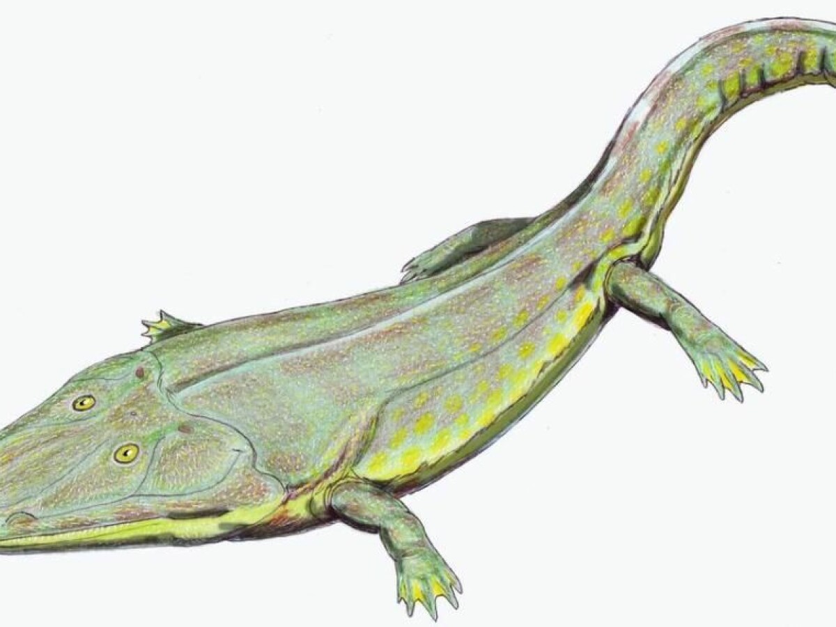 Extinct species of giant amphibians discovered in Greenland