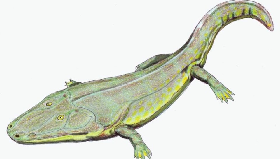 A cranium discovered in east Greenland belonged to a 2.5 metre-long amphibian that lived 2.5 million years ago. (Illustration: Museu da Lourinhã)