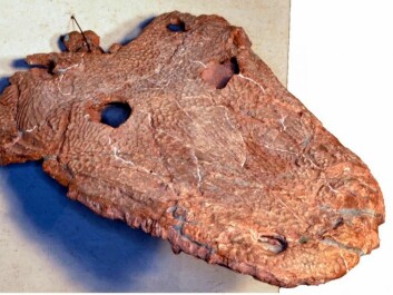 The skull from Cyclotosaurus Naraserluki is well preserved, despite its old age. (Photo: University of Copenhagen) 