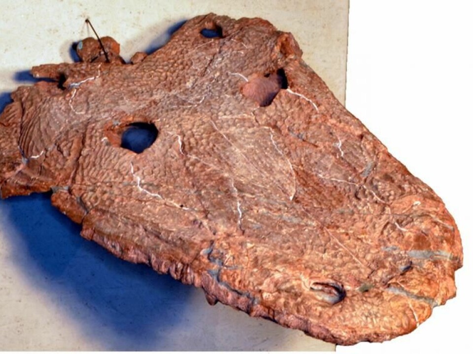 The skull from Cyclotosaurus Naraserluki is well preserved, despite its old age. (Photo: University of Copenhagen)