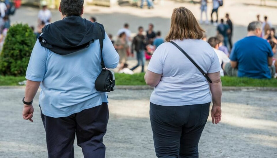 An increasing number of people suffer from severe obesity. New research shows that an obesity epidemic could perhaps be halted by adjusting the composition of bacteria in the gut. (Photo: Shutterstock)