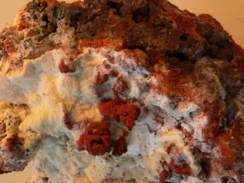 The new minerals were discovered in so-called fumaroles. A fumarole is an opening in the Earth, found near to volcanoes, from which gas and steam escapes. The photo shows a piece of lava covered with white fumarole minerals. (Photo: Tonci Balic-Zunic)