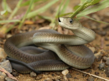 The black mamba is part of the elapid snake family. (Photo: Shutterstock) The black mamba is part of the elapid snake family. (Photo: Shutterstock)