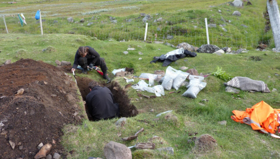 Excavating a rubbish heap at a Viking farm on Greenland. Peter Steen Henriksen is in the excavation hole, while archaeologist Caroline Polke Paulsen works outside. One of the sample bags contains the barley remains that the researchers found. (Photo: Inge Kjær Kristensen).