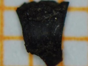 Each side of the grain of barley is only a couple of millimetres long, and the grain weighs less than 0.01 mg – yet the find is an archaeological sensation. (Photo: Peter Steen Henriksen) Each side of the grain of barley is only a couple of millimetres long, and the grain weighs less than 0.01 mg – yet the find is an archaeological sensation. (Photo: Peter Steen Henriksen)