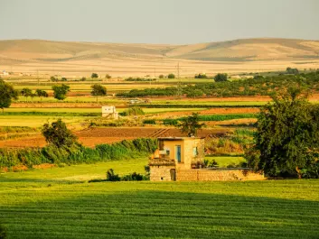 Green fields in western Syria, before the civil war started. (Photo: Jakob Fischer / shutterstock) 