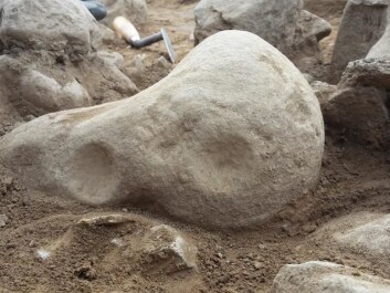 Here is the latest arrival of the two stones. Both are dated to the early Stone Age. The carvings are one of the simplest type of rock carvings and resemble round indentations, but they were made by people. (Photo: Melissa Cherry Villumsen, archaeology student at the University of Copenhagen, Denmark)