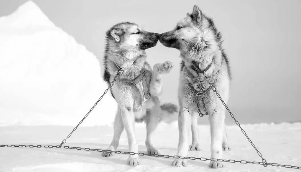 Romance on the ice. Sled dogs from Ittoqqortoormiit in East Greenland. (Photo: Carsten Egevang)