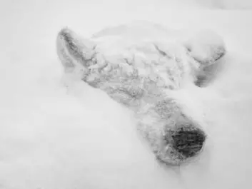 During a snow storm, sled dogs can become completely covered in snow. The snow isolates then from the wind and these hardy animals do not seem to be particularly affected by the harsh weather. (Photo: Carsten Egevang)