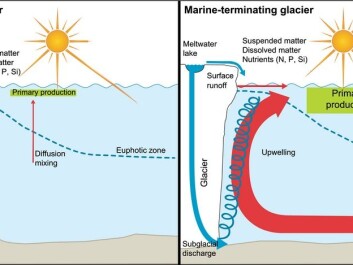 The new study shows how different types of glaciers control the supply of nutrients to fjord waters. Few nutrients are washed into the fjord directly form glacial meltwater. Instead, most come from the bottom of the fjord. These are drawn up to the surface by meltwater discharged at the bottom of the glacier. These nutrients form the basis of the food chain. (Illustration: Meire et al. 2017). The new study shows how different types of glaciers control the supply of nutrients to fjord waters. Few nutrients are washed into the fjord directly form glacial meltwater. Instead, most come from the bottom of the fjord. These are drawn up to the surface by meltwater discharged at the bottom of the glacier. These nutrients form the basis of the food chain. (Illustration: Meire et al. 2017).