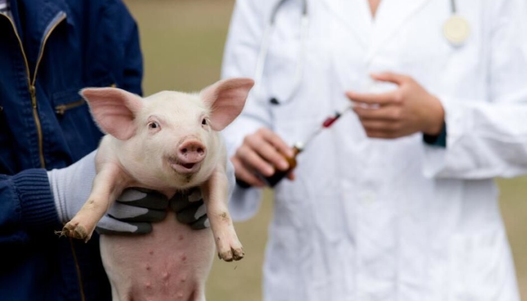 It will take many years before large, complex organs like a heart or liver can be transplanted from pigs into humans. But simpler organs such as skin or corneas could be used initially. (Photo: Shutterstock) It will take many years before large, complex organs like a heart or liver can be transplanted from pigs into humans. But simpler organs such as skin or corneas could be used initially. (Photo: Shutterstock)