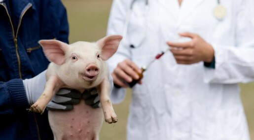 CRISPR breakthrough ignites hope of using pigs as organ donors