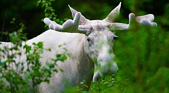 Why are some moose white?