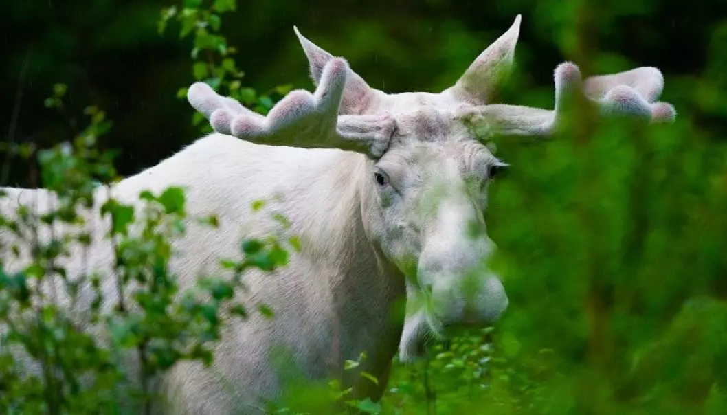 Swedish scientists want to know why many white moose are seen in Värmland County. They are currently analysing the moose DNA to find an answer. (Photo: Lase Dybdahl, Wikimedia Commons)