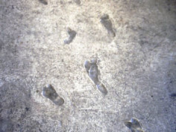 Laetoli footprints. (Photo: Tim Evanson/Flickr, CC BY-SA) Laetoli footprints. (Photo: Tim Evanson/Flickr, CC BY-SA)