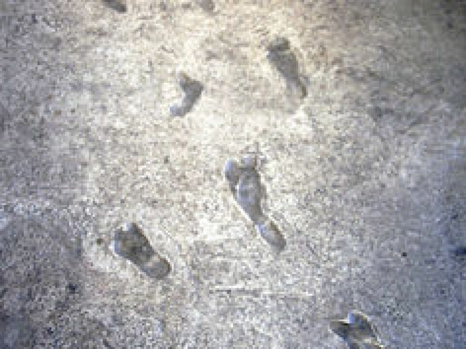 Laetoli footprints. (Photo: Tim Evanson/Flickr, CC BY-SA)