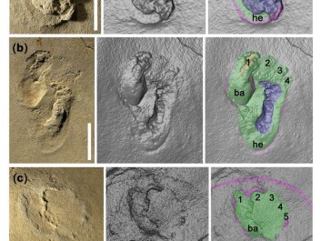The footprints. (Photo: Author provided)
The footprints. (Photo: Author provided)