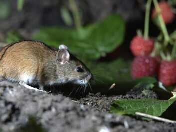 The Danish striped field mouse (Photo: Shutterstock)
The Danish striped field mouse (Photo: Shutterstock)