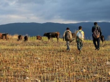 In the early days of arable farming, farmers made their own decisions about what to grow and how to grow it. (Photo: Shutterstock) In the early days of arable farming, farmers made their own decisions about what to grow and how to grow it. (Photo: Shutterstock)