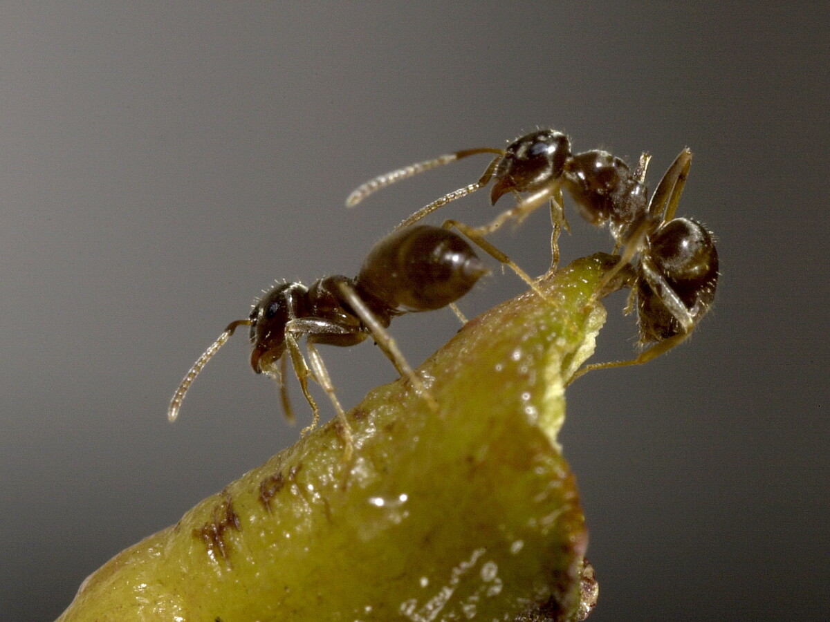 Ants In Supercolonies Defy Evolution