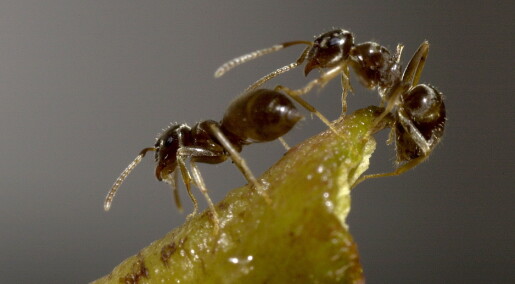 Ants in supercolonies defy evolution