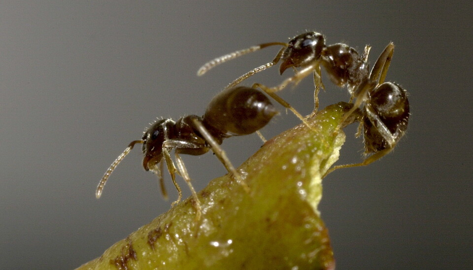 Two workers of the invasive ant species that is currently spreading through Europe (Photo: G. Brovad/ZMUC)