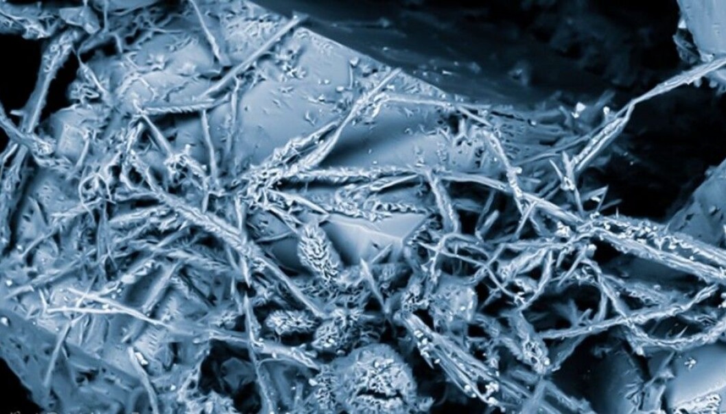 Scientists found these fungal hypha growing on a crystal in a deep crack of granite bedrock. The network of threads, called mycelia, are the actual body of a fungus. The fungi or mushrooms we normally see growing above ground, and sometimes eat, are actually the fruit or reproductive organs of the fungi. (Photo taken with an electron microscope by Henrik Drake and Magnus Ivarsson) Scientists found these fungal hypha growing on a crystal in a deep crack of granite bedrock. The network of threads, called mycelia, are the actual body of a fungus. The fungi or mushrooms we normally see growing above ground, and sometimes eat, are actually the fruit or reproductive organs of the fungi. (Photo taken with an electron microscope by Henrik Drake and Magnus Ivarsson)