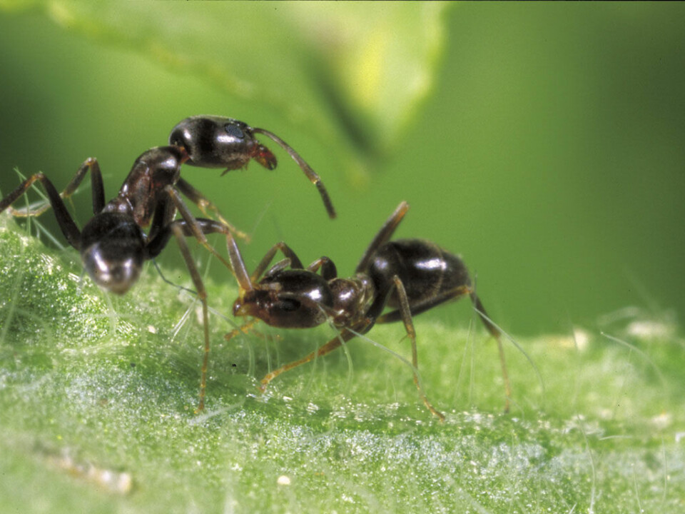 Workers from two different Argentine Ant supercolonies fighting. In 98 percent of these fights, one of the ants dies within ten minutes. (Photo: C. Kønig)