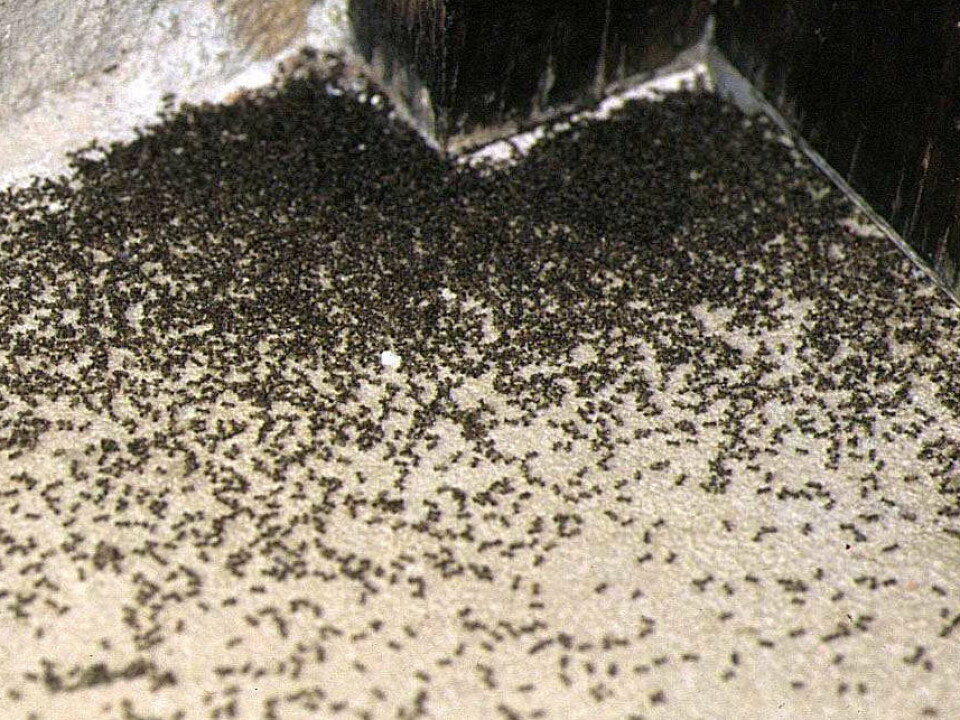 A swarm of invasive ants at the doorstep of a house in Barcelona. (Photo: X. Espadaler/UAB)