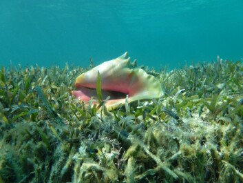 The fishery for Queen Conch (Strombus gigas) is a major source of income to many around the Caribbean. (Photo: RKF Unsworth) The fishery for Queen Conch (Strombus gigas) is a major source of income to many around the Caribbean. (Photo: RKF Unsworth)