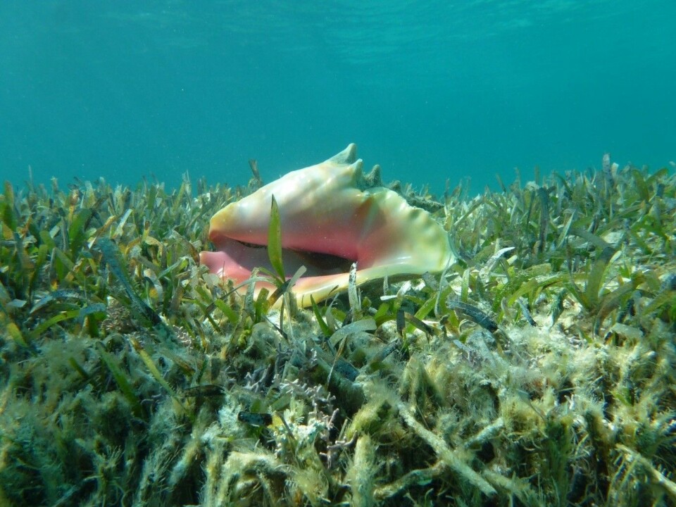 The fishery for Queen Conch (Strombus gigas) is a major source of income to many around the Caribbean. (Photo: RKF Unsworth)