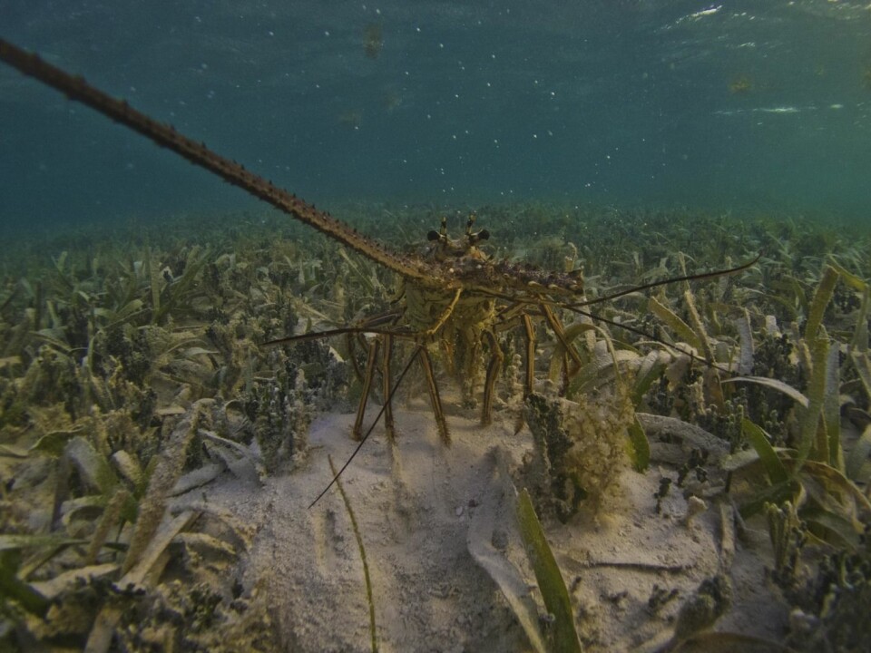 Caribbean spiny lobsters depend on clams they find in seagrass. (Photo: Benjamin Jones, Author provided)
