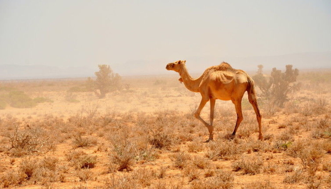 Somalia is a case of subtle connections between drought, food insecurity and conflict. (Photo: Oxfam East Africa Flickr) Somalia is a case of subtle connections between drought, food insecurity and conflict. (Photo: Oxfam East Africa Flickr)
