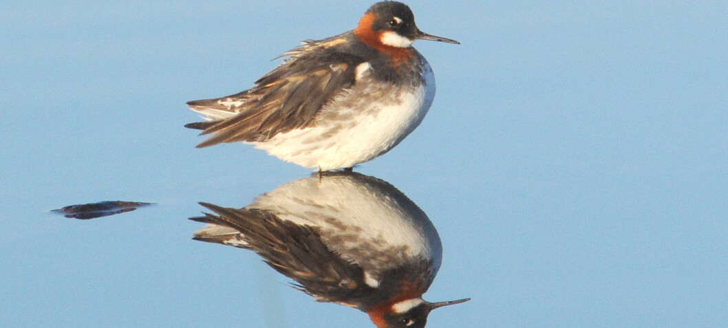 Northern European peatland birds down more than one third since 1981