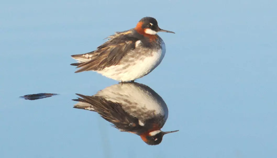 Birds like the red-necked phalarope living in boggy wetlands in northern Europe have seen significant declines in recent decades. (Photo: Aleksi Lehikoinen)