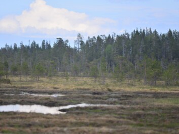 Natural peatland areas like this are the preferred habitat for many birds in northern Europe. Loss of these habitats are linked to falling bird populations according to the new study. (Photo: Aleksi Lehikoinen) Natural peatland areas like this are the preferred habitat for many birds in northern Europe. Loss of these habitats are linked to falling bird populations according to the new study. (Photo: Aleksi Lehikoinen)