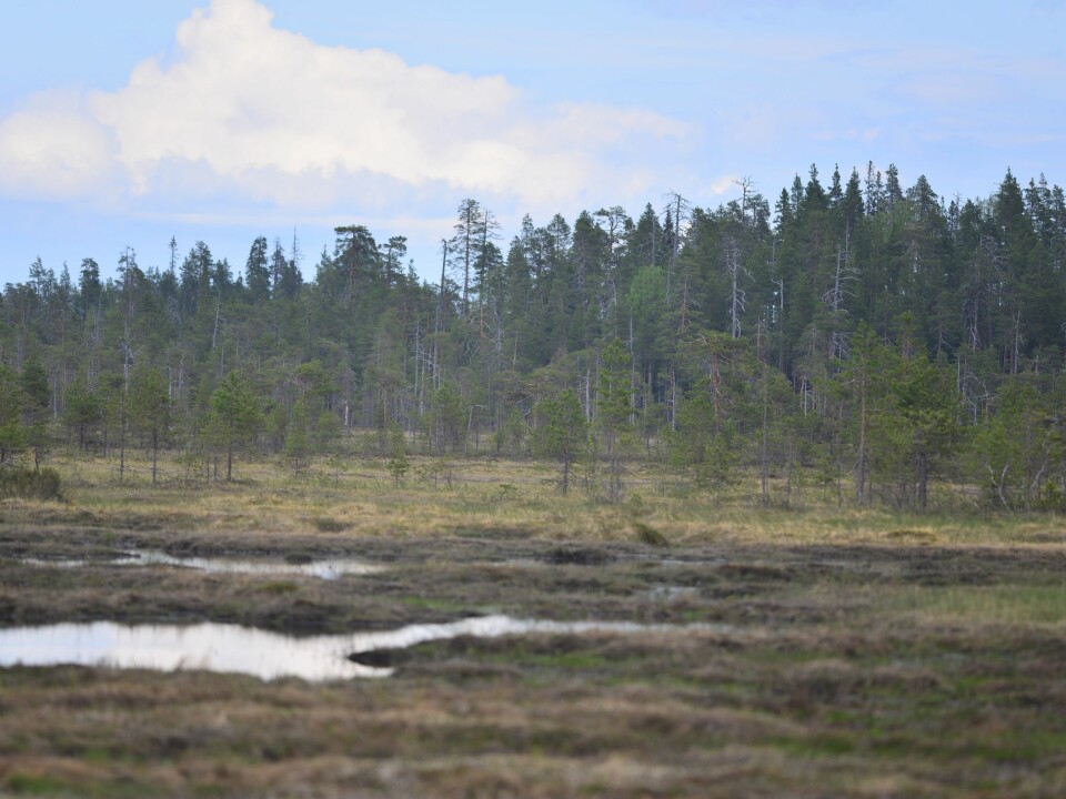 Natural peatland areas like this are the preferred habitat for many birds in northern Europe. Loss of these habitats are linked to falling bird populations according to the new study. (Photo: Aleksi Lehikoinen)