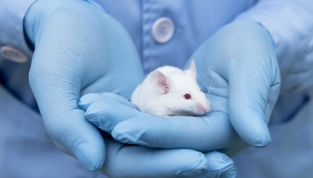 Surely this is one of the most expensive mice in history, having successfully travelled in space on board Space Shuttle Atlantis. (Photo: Shutterstock) Surely this is one of the most expensive mice in history, having successfully travelled in space on board Space Shuttle Atlantis. (Photo: Shutterstock)