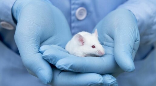 Space travel changes gut bacteria in mice