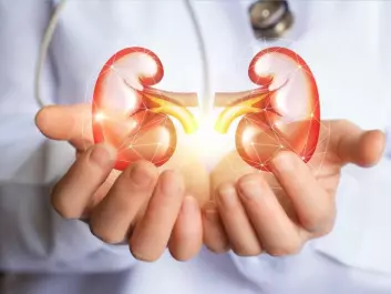 Kidney function plays an important role for our health and helps to regulate blood pressure. (Photo: Shuttestock)