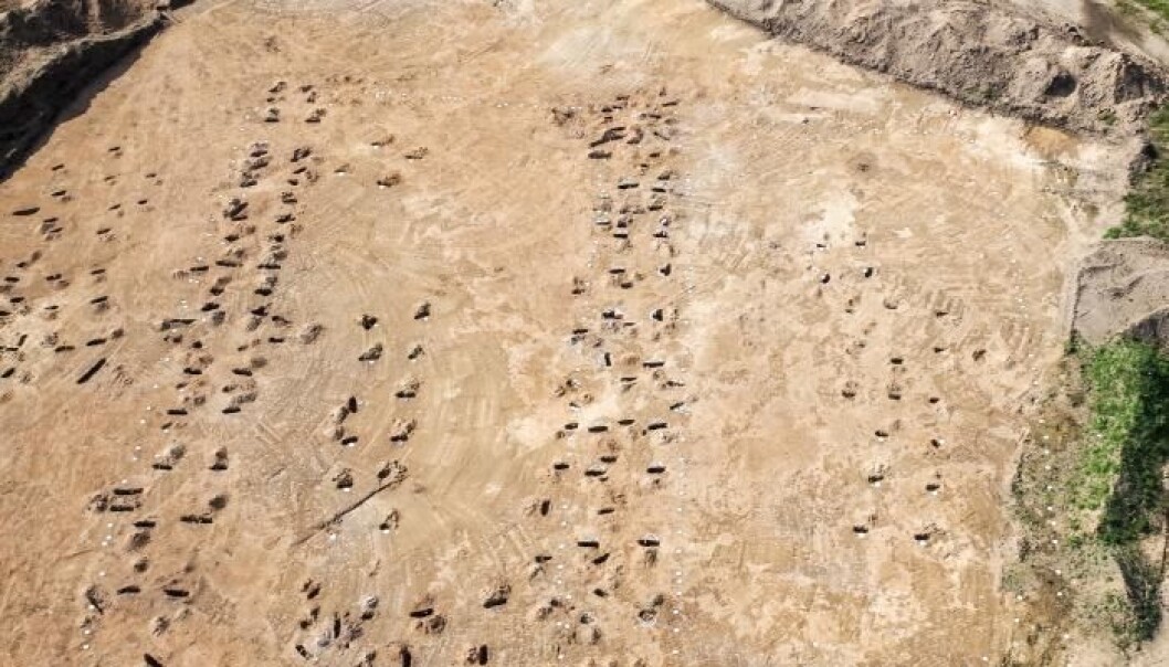 Archaeologists have discovered more than 20,000 post-holes in the remains of the Iron Age village at Jelling, Denmark. (Photo: Esben Klinker Hansen) Archaeologists have discovered more than 20,000 post-holes in the remains of the Iron Age village at Jelling, Denmark. (Photo: Esben Klinker Hansen)
